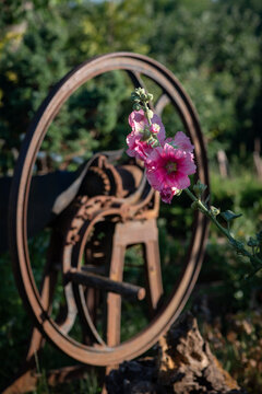 An antique manual chopper (forage chopper or chaff cutter). The mechanism was widely used in the late 19th to mid-20th centuries.
