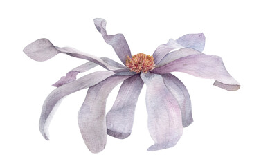 Vintage watercolor star magnolia blossom in soft lilac tones. Elegant floral clipart for wedding invitations, greeting cards, stationery, packaging and spring design. © _Julia_red