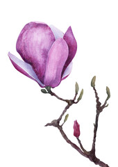 Fototapeta premium Magnolia soulangeana branch with a pink bloom and bud in delicate watercolor botanical style.
