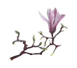 Magnolia flower branch with a pink star magnolia bud in vintage watercolor style. Elegant botanical clipart for invitations, cards, stationery, packaging and spring decor. © _Julia_red