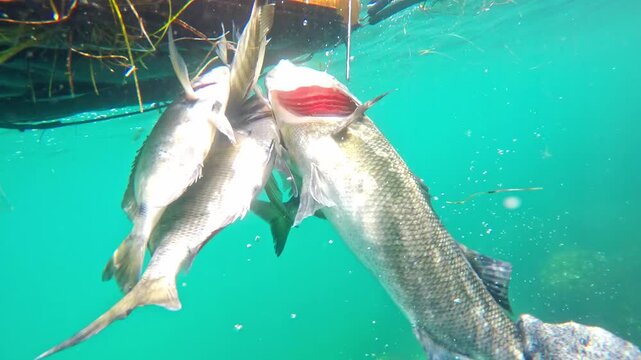Impressive collection of freshly caught fish strung on a line, including a large seabass, floating on the surface of turquoise water after a successful spearfishing hunt in the clear ocean