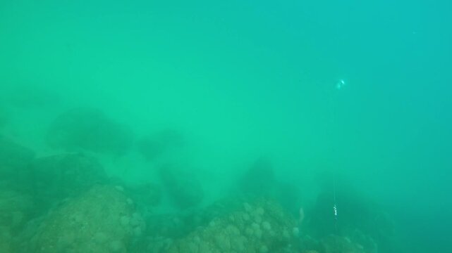First person perspective of a diver spearfishing, aiming a speargun among the rocks on the seabed and successfully shooting a fish in the murky green water of the ocean