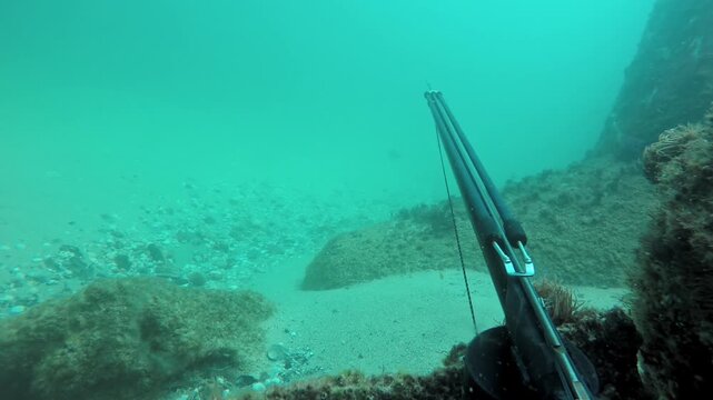 First person view of a spearo hunting and catching a sargo fish with a speargun near the reef, showing the thrill of spearfishing and the challenge of catching prey in its natural habitat
