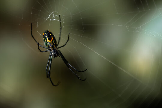 Little spider on web