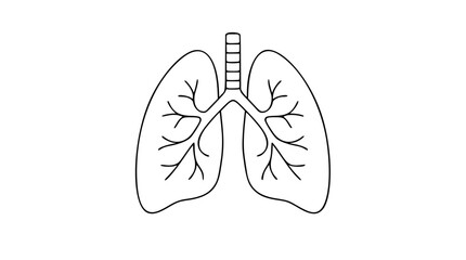 Hand-drawn vector illustration of human lungs showing bronchial tree structure and trachea. Clean line art perfect for healthcare, medical education, respiratory system diagrams, and anatomy © ayesha