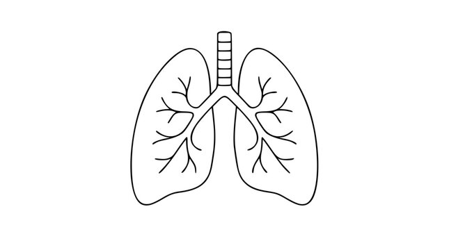 Hand-drawn vector illustration of human lungs showing bronchial tree structure and trachea. Clean line art perfect for healthcare, medical education, respiratory system diagrams, and anatomy