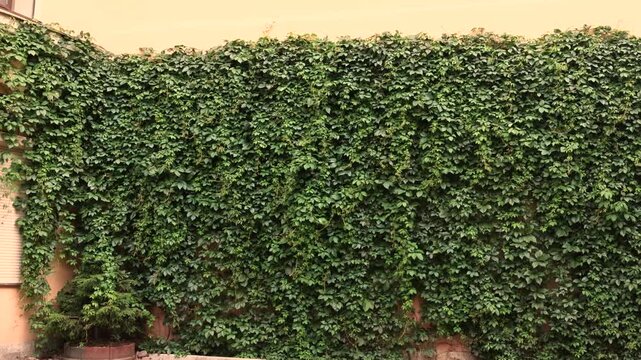 Green wall covered with climbing plants and ivy creating natural urban decoration on European building facade showing sustainable design, architecture, nature integration and beautiful outdoor environ