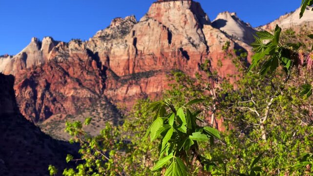 Zion National Park Canyon Landscape and Acer Negundo Box Elder Tree