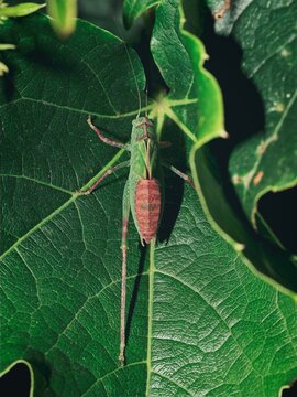 A green and reddish bush cricket resting on a vibrant green leaf in a natural outdoor habitat