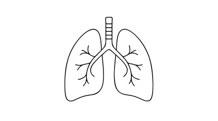 Minimalist vector icon depicting lungs and trachea in clean hand-drawn line art style. Simple outline illustration of respiratory anatomy for medical healthcare biology wellness and fitness design. © Kamrujjaman