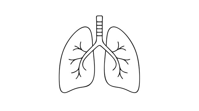Minimalist vector icon depicting lungs and trachea in clean hand-drawn line art style. Simple outline illustration of respiratory anatomy for medical healthcare biology wellness and fitness design.