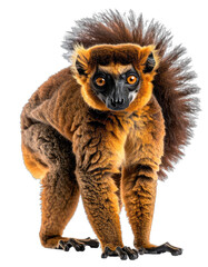 Obraz premium A red ruffed lemur with striking orange eyes and a bushy tail is showcased against a black background.