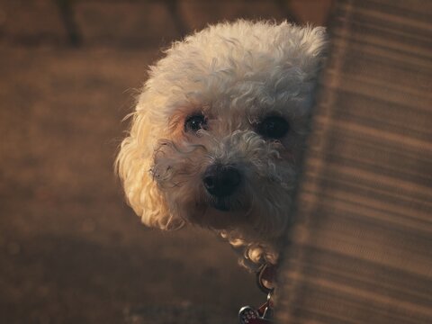 A cute curly white poodle dog peeking out from behind a barrier in soft warm evening light