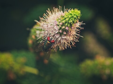 A vibrant green fly with red eyes feeding on a blooming wild mint flower in a lush green natural macro setting