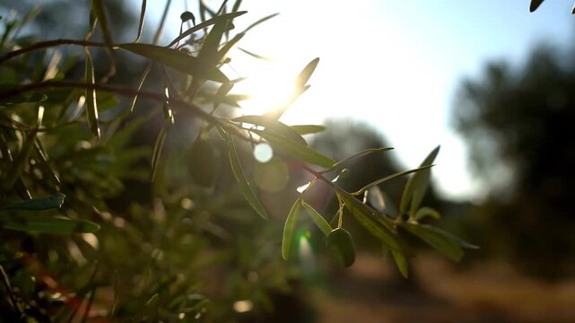 4K Close Up of Olive Branch with Fruit Backlit by Sunlight Olea Europaea