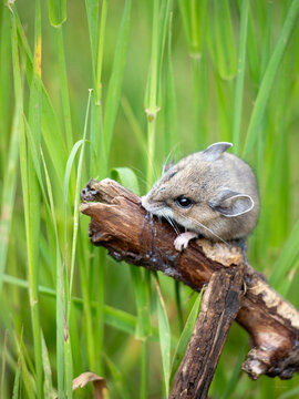 Cute wild field mouse perched on a wooden branch in tall green grass