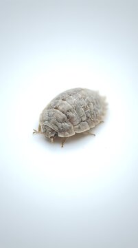 Pale gray woodlouse or pill bug isolated on white background, showing segmented exoskeleton and legs, suitable for educational and scientific materials.