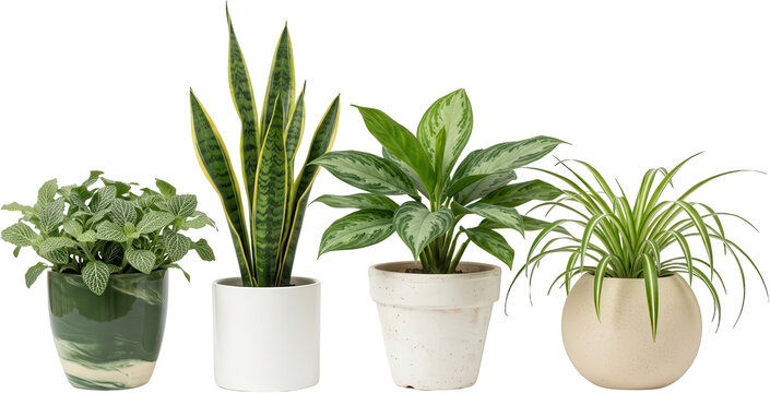 Four different potted houseplants including a Fittonia a Sansevieria an Aglaonema and a Spider plant are artistically arranged potted plant green foliage indoor plant home decor