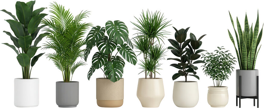 A curated collection of seven diverse houseplants in modern decorative pots including a banana leaf plant palm monstera dracaena rubber plant and snake plant potted plants