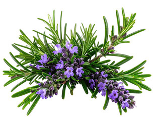 Fototapeta premium A sprig of rosemary with vibrant purple flowers on a black background