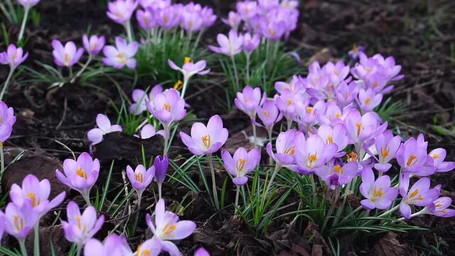 Lilac crocuses swaying in spring wind with city sounds