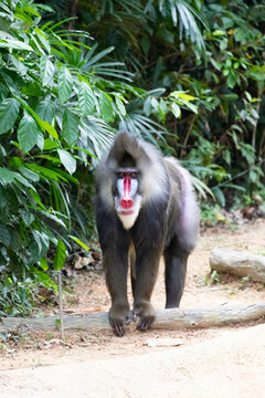 The male mandrill (Mandrillus sphinx) viewed from the front.