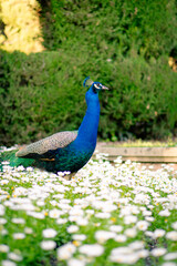 Obraz premium peacock in the park