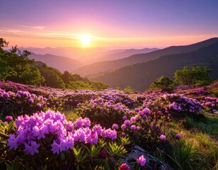 Fototapeta premium A vibrant field of rhododendrons blooms on a mountainside at sunrise.