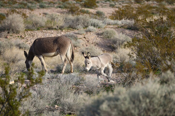 Naklejka premium Wild burro foal running in the desert