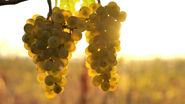 Organic green grapes.Bunches of green grapes in sunlight. autumn grape harvest from the farm.