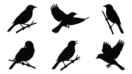 Fototapeta premium A set of six oriole bird in various poses silhouette vector icon illustrations on a white background 
