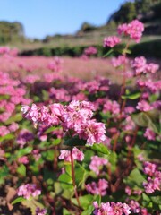 Obraz premium 青空の下で咲くピンク色のソバの花畑