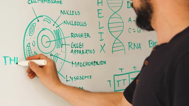 Detailed view of a biologist writing biology concepts on an acrylic whiteboard