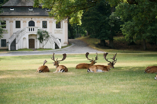 Group of Fallow Deer Bucks Resting on Green Meadow Near Historic Manor House in Summer Park