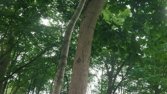 Green forest branches of a broadleaf tree