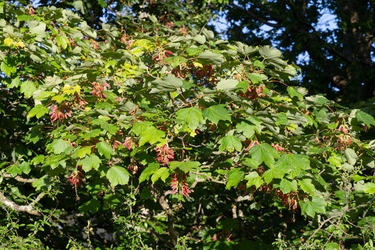 Sycamore tree with red winged seeds and green leaves in summer sunlight
