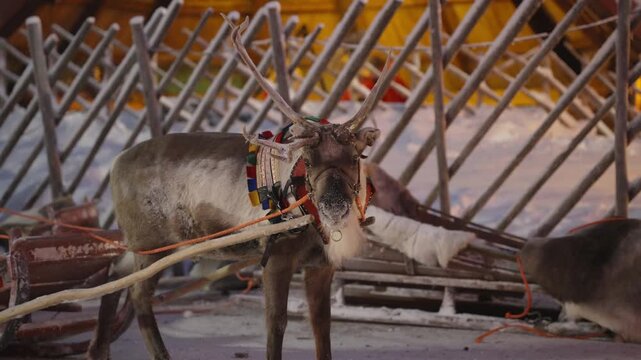 Reindeer walks in a colorful traditional harness and pulls a wooden sled over the snow, reindeer ride at Santa Claus Village in Rovaniemi, Lapland, Finland