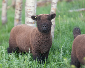 Old English babydoll sheep ram lamb © Christine