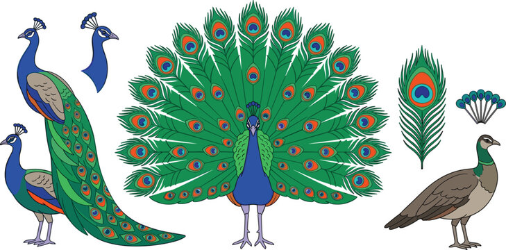 Beautiful peacock vector set featuring detailed birds with colorful fan tails, elegant peahen, single feather, and head crest design elements.
