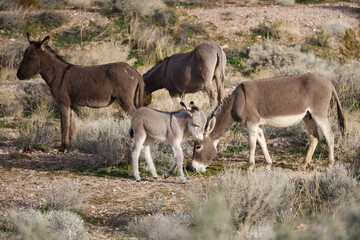 Naklejka premium Wild burros and foal in the desert