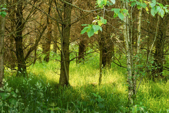 Sunlight falling on lush green grass among slender trees in summer woodland