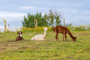 Three alpacas grazing and resting in a buttercup meadow © Tosh Lubek