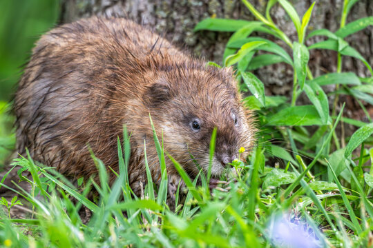 Closeup of a muskrat in the grass.
