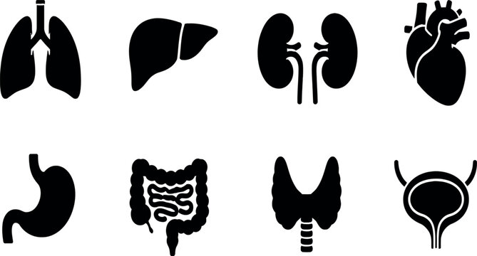 Human Internal Organ Icon Set - Flat Vector Silhouettes of Heart, Lungs, Liver, Kidneys, Stomach, Intestines, Thyroid and Bladder for Medical, Healthcare and Anatomical Infographics