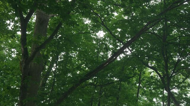 Green forest branches of a broadleaf tree