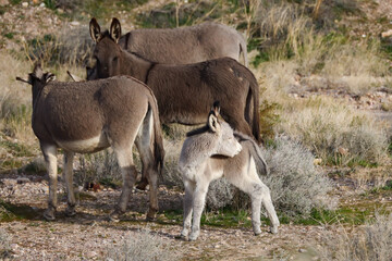 Fototapeta premium Wild burros and foal in the desert