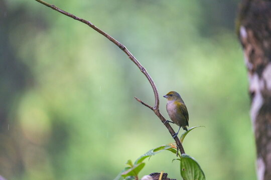 Bronze-green euphonia (Euphonia mesochrysa) perched on a branch at a lodge outside of Baeza, Ecuador