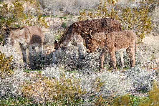 Wild burros in the desert