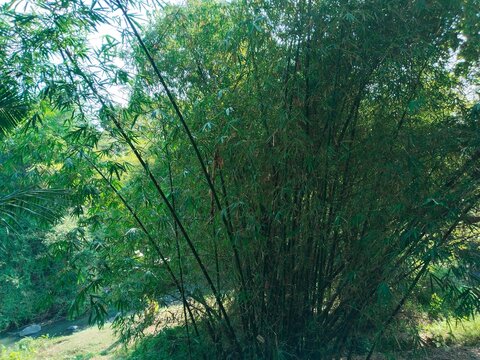 A clump of bamboo trees grows on the riverbank