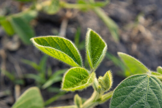 Close View of Young Soybean Plants Growing in a Field During the Day With Soil and Other Green Plants in the Background